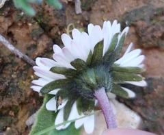 Bellis sylvestris