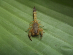Rhopalurus