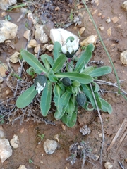Bellis sylvestris