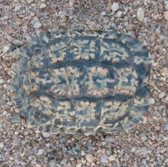 Chersobius signatus