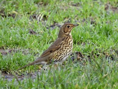 Turdus philomelos
