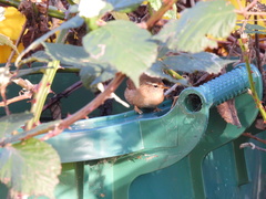 Troglodytes troglodytes