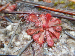 Drosera venusta
