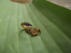 Rhopalurus