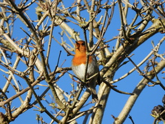 Erithacus rubecula