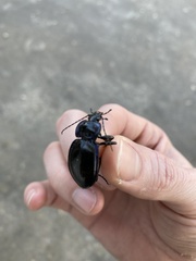 Carabus finitimus