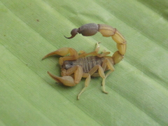 Rhopalurus