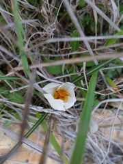 Crocus hyemalis