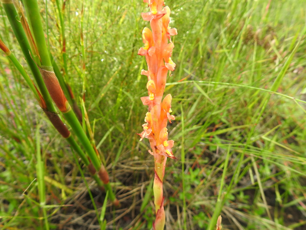 Disa chrysostachya