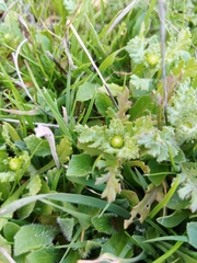 Senecio vernalis