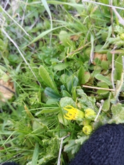 Senecio vernalis