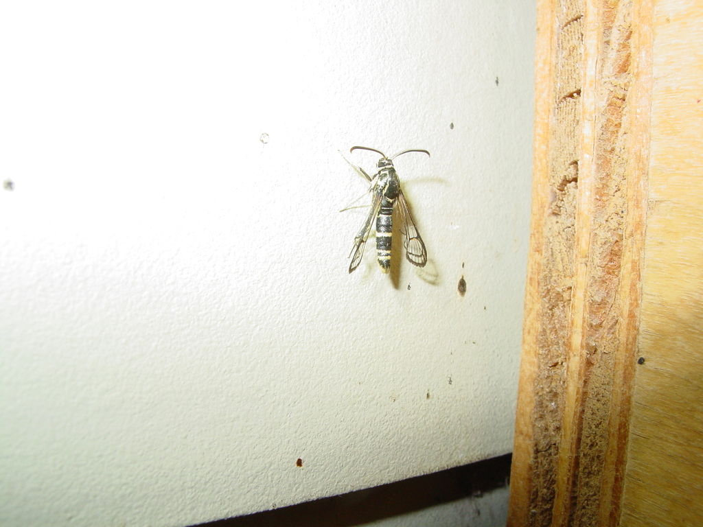Carmenta wellerae