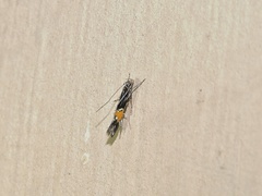 Cosmopterix