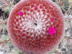Melocactus ernestii