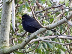 Turdus merula