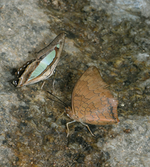 Charaxes bernardus hierax