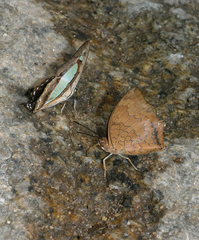 Charaxes bernardus hierax