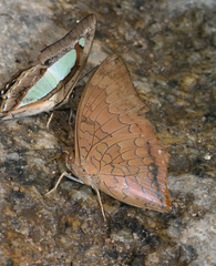 Charaxes bernardus hierax