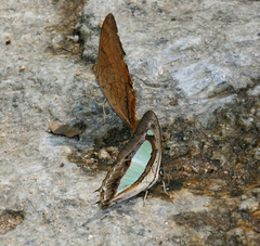 Charaxes bernardus hierax