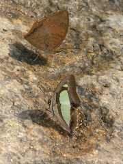 Charaxes bernardus hierax