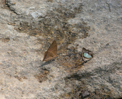 Charaxes bernardus hierax