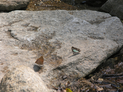Charaxes bernardus hierax