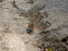 Charaxes bernardus hierax