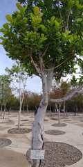 Ficus microcarpa latifolia