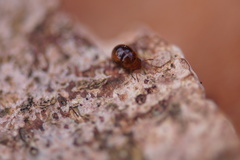 Leiodidae
