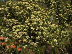 Aspalathus excelsa