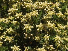Aspalathus excelsa