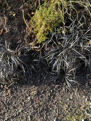 Ophiopogon planiscapus