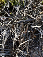 Ophiopogon planiscapus
