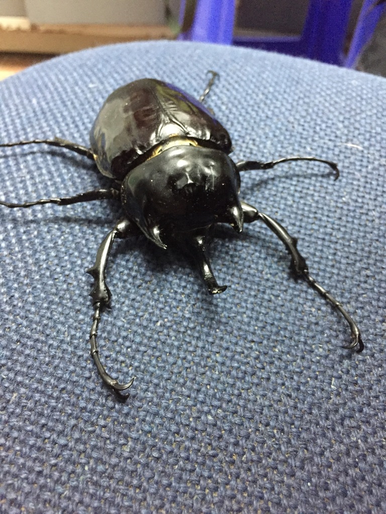 Megasoma janus ramirezorum