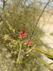 Capparis decidua