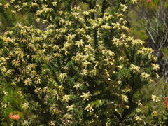 Aspalathus excelsa
