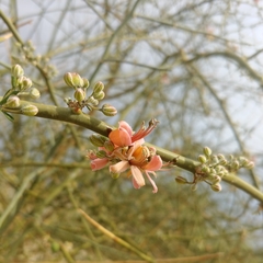 Capparis decidua