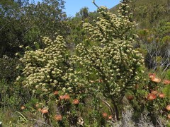 Aspalathus excelsa