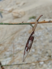 Periploca aphylla
