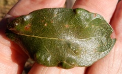 Aceria quercerina