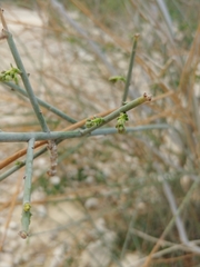 Periploca aphylla