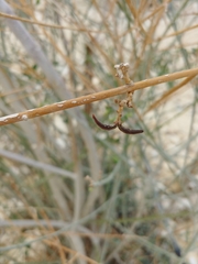 Periploca aphylla