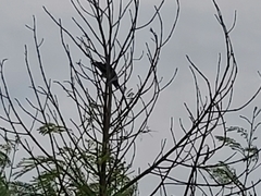 Crotophaga