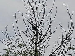 Crotophaga