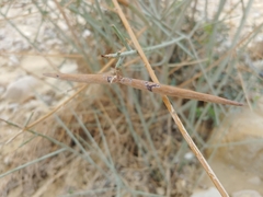 Periploca aphylla