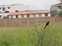 Crotophaga