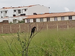 Crotophaga