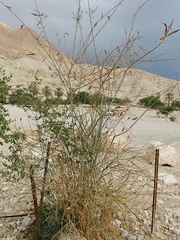 Periploca aphylla