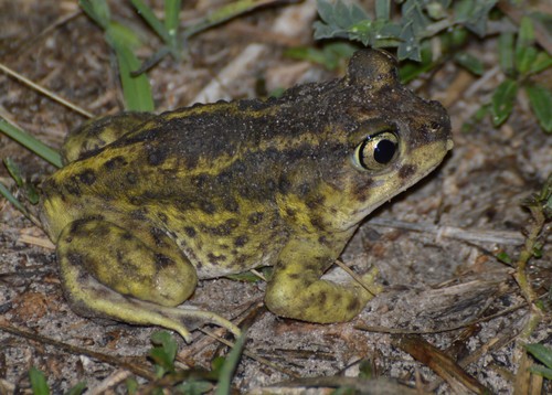 Hurter's Spadefoot