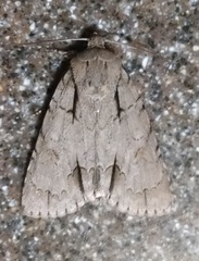 Acronicta laetifica